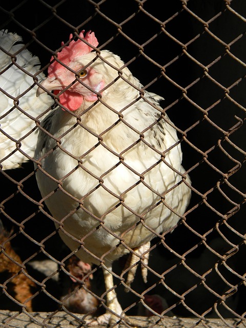 老鹰队全面发挥逆袭，开拓者遭遇四连败低迷表现仍持续？.